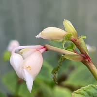 Begonia grandis 'Alba'